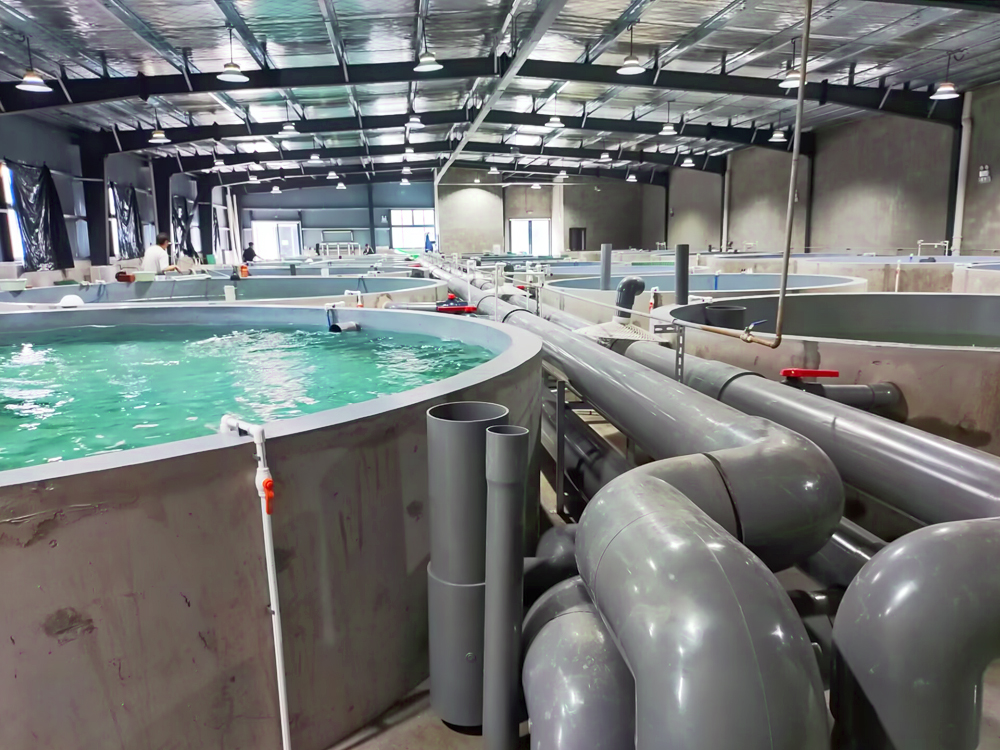 浙江南浔- 加州鲈鱼 - 淡水